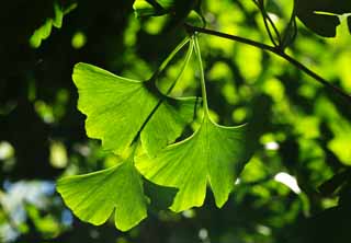 Foto, materieel, vrij, landschap, schilderstuk, bevoorraden foto,De nakomeling vrijaf van de ginkgo, Ginkgo, , Nakomeling vrijaf, 