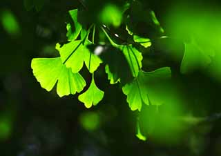 photo, la matire, libre, amnage, dcrivez, photo de la rserve,La jeune permission du ginkgo, ginkgo, , jeune permission, 