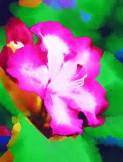 illust, matire, libre, paysage, image, le tableau, crayon de la couleur, colorie, en tirant,Un rhododendron, , rhododendron, ptale, 