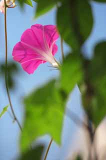 photo, la matire, libre, amnage, dcrivez, photo de la rserve,La gloire du matin qui fleurit au ciel bleu, gloire du matin, , , plante grimpante