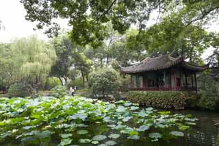 photo,material,free,landscape,picture,stock photo,Creative Commons,Zhuozhengyuan, lotus, , world heritage, garden