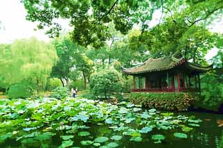 illust, materiale, libero panorama, ritratto dipinto, matita di colore disegna a pastello, disegnando,Zhuozhengyuan, loto, , eredit di mondo, giardino