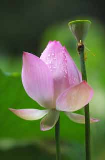 fotografia, materiale, libero il panorama, dipinga, fotografia di scorta,Un loto di Zhuozhengyuan, goccia di acqua, loto, , giardino