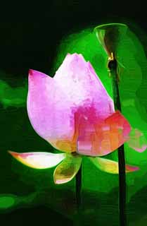 illust, matire, libre, paysage, image, le tableau, crayon de la couleur, colorie, en tirant,Un lotus de Zhuozhengyuan, goutte d'eau, lotus, , jardin