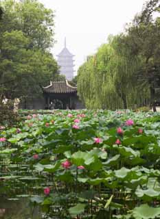 Foto, materieel, vrij, landschap, schilderstuk, bevoorraden foto,Zhuozhengyuan, Waterplas, Lotus, , Tuin