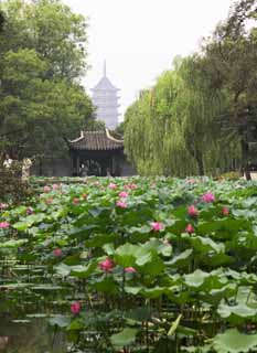 Foto, materiell, befreit, Landschaft, Bild, hat Foto auf Lager,Zhuozhengyuan, Teich, Lotosblume, , Garten