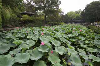 Foto, materiell, befreit, Landschaft, Bild, hat Foto auf Lager,Hasuike von Zhuozhengyuan, Teich, Lotosblume, , Garten