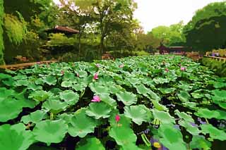 Illust, materieel, vrij, landschap, schilderstuk, schilderstuk, kleuren potlood, crayon, werkje,Hasuike van Zhuozhengyuan, Waterplas, Lotus, , Tuin