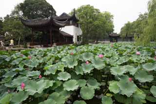 fotografia, material, livra, ajardine, imagine, proveja fotografia,Hasuike de Zhuozhengyuan, lagoa, loto, , jardim