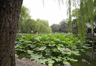 photo, la matire, libre, amnage, dcrivez, photo de la rserve,Hasuike de Zhuozhengyuan, tang, lotus, , jardin