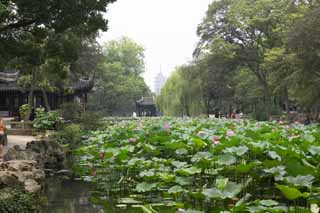 photo, la matire, libre, amnage, dcrivez, photo de la rserve,Zhuozhengyuan, tang, lotus, , jardin