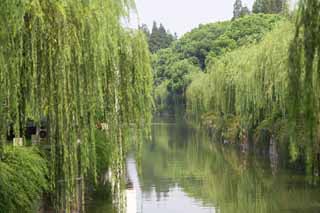 foto,tela,gratis,paisaje,fotografa,idea,Un canal de Suzhou, Sauce, Canal, Orilla, Agua
