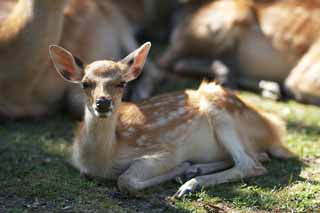 Foto, materieel, vrij, landschap, schilderstuk, bevoorraden foto,Een ree van Nara, , Ree, , Bambi