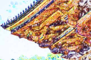 illust, materiale, libero panorama, ritratto dipinto, matita di colore disegna a pastello, disegnando,Io attraverso l'albero di Nandaimon Higashiooji, Il cancello, edificio di legno, Buddismo, tempio