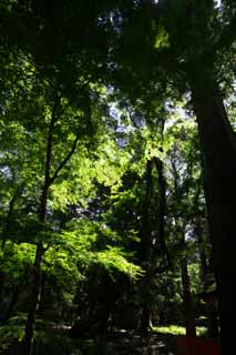 Foto, materiell, befreit, Landschaft, Bild, hat Foto auf Lager,Grn, um zu strmen, Blatt, Das frische Grn, Ich bin hell, Wald