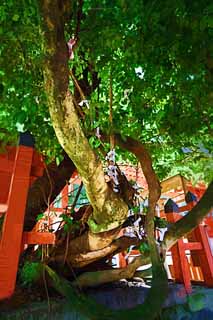 illust, , , , , ,  ,  , .,    Kasuga Taisha Shrine, Shinto, Shinto shrine, , Sterility