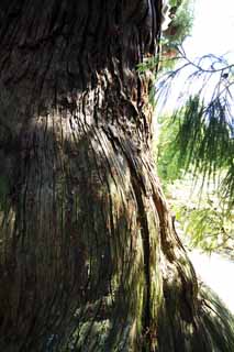 Foto, materiell, befreit, Landschaft, Bild, hat Foto auf Lager,Osugi des Kasuga Taisha Shrine Hauptschrein, Die Rinde, Schintoistischer Schrein, Natur, riesiger Baum