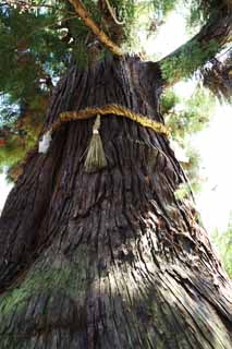 photo,material,free,landscape,picture,stock photo,Creative Commons,Osugi of the Kasuga Taisha Shrine main shrine, The bark, Shinto shrine, Nature, huge tree