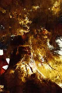 illust, materiale, libero panorama, ritratto dipinto, matita di colore disegna a pastello, disegnando,Osugi del Kasuga Taisha il Sacrario sacrario principale, L'abbaio, Sacrario scintoista, Natura, albero enorme
