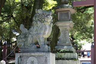 photo, la matire, libre, amnage, dcrivez, photo de la rserve,Kasuga Taisha paire de Temple de chiens du gardien de pierre, paire de chiens du gardien de pierre, chef, statue de pierre, L'ombre