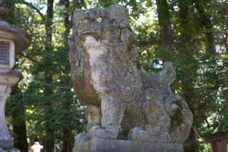 Foto, materiell, befreit, Landschaft, Bild, hat Foto auf Lager,Kasuga Taisha Shrine Paar von Steinhterhunden, Paar von Steinhterhunden, hchst Hund, steinigen Sie Statue, Der Schatten