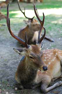 photo,material,free,landscape,picture,stock photo,Creative Commons,A deer of Nara, , deer, , corner