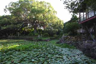 photo,material,free,landscape,picture,stock photo,Creative Commons,A heart character is a pond, water lily, , water hyacinth, garden