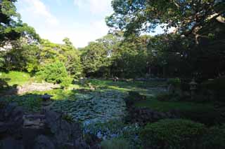 Foto, materiell, befreit, Landschaft, Bild, hat Foto auf Lager,Ein Herzcharakter ist ein Teich, Seerose, , gieen Sie Hyazinthe, Garten