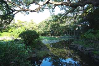 Foto, materieel, vrij, landschap, schilderstuk, bevoorraden foto,Een hart karakter is een waterplas, Water lelie, , Water hyacint, Tuin