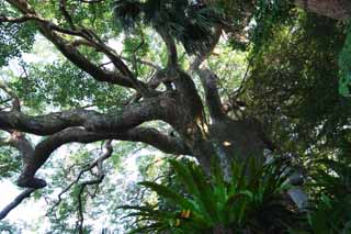 photo,material,free,landscape,picture,stock photo,Creative Commons,A heart character is the big tree of the pond, way of branch, The bark, big tree, garden