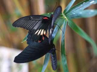 foto,tela,gratis,paisaje,fotografa,idea,Copulacin de mariposas, Mariposa, , , Reproduccin