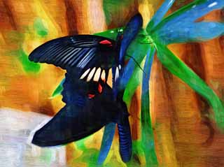 illust, materiale, libero panorama, ritratto dipinto, matita di colore disegna a pastello, disegnando,L'accoppiamento di farfalle, farfalla, , , Riproduzione