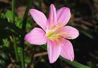 fotografia, materiale, libero il panorama, dipinga, fotografia di scorta,Un fiore colore rosa, Garofano, petalo, stame, fiore selvatico