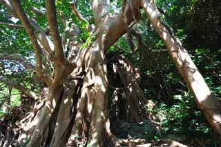 photo, la matire, libre, amnage, dcrivez, photo de la rserve,Le grand arbre de l'arbre du banyan, arbre du banyan, .., arbre norme, arbre