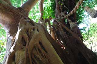 , , , , ,  .,  banyan , banyan , ??,  , 