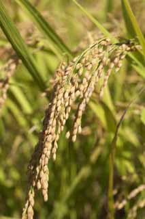 photo, la matire, libre, amnage, dcrivez, photo de la rserve,Une oreille de riz grandit, Riz, , , 