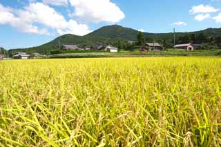 photo,material,free,landscape,picture,stock photo,Creative Commons,An ear of rice grows, Rice, , , 