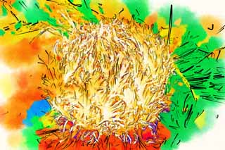 illust, materiale, libero panorama, ritratto dipinto, matita di colore disegna a pastello, disegnando,Una palla di cycad, Cycad, , pianta di paese meridionale, 