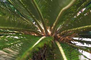 Foto, materieel, vrij, landschap, schilderstuk, bevoorraden foto,Mogendheid van de cycad, Cycad, , Zuidelijk land plant, 