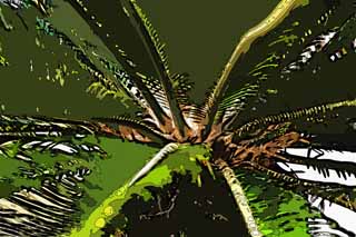 illust,tela,gratis,paisaje,fotografa,idea,pintura,Lpiz de color,dibujo,Poder del cycad, Cycad, , Planta rural del sur, 