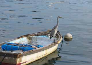 Foto, materieel, vrij, landschap, schilderstuk, bevoorraden foto,Een reiger, Oche, het is een reiger, Reiger, , Boot