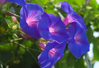 Foto, materieel, vrij, landschap, schilderstuk, bevoorraden foto,Menigte purper om te bloemen, Morgen beroemdheid, , , Trompet