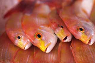 photo,material,free,landscape,picture,stock photo,Creative Commons,The red of the sea bream, Thailand, sea bream, , fish shop