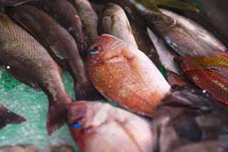 photo,material,free,landscape,picture,stock photo,Creative Commons,A fish shop, Thailand, sea bream, , fish shop