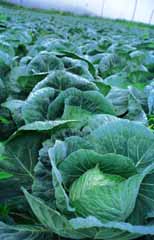 photo,material,free,landscape,picture,stock photo,Creative Commons,Cabbage field, morning, green, vegetable, 