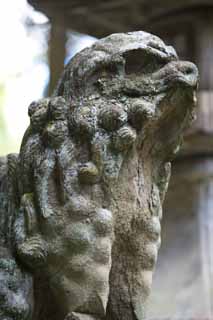 photo,material,free,landscape,picture,stock photo,Creative Commons,Kompira-san Shrine pair of stone guardian dogs, Shinto shrine Buddhist temple, pair of stone guardian dogs, top dog, Shinto