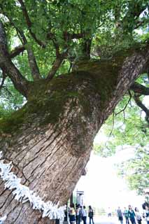 fotografia, materiale, libero il panorama, dipinga, fotografia di scorta,Kompira-san il Sacrario albero sacro, Sacrario scintoista tempio buddista, destino sacro, , Scintoismo