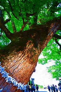 illust, materiell, befreit, Landschaft, Bild, Gemlde, Farbbleistift, Wachsmalstift, Zeichnung,,Kompira-san Schrein heiliger Baum, Schintoistischer Schrein Buddhistischer Tempel, heiliges Los, , Schintoismus