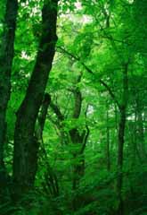 Foto, materieel, vrij, landschap, schilderstuk, bevoorraden foto,Greenery van een bos, Boom, Gaarde, Aftakking, 