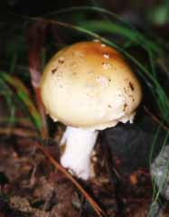 photo,material,free,landscape,picture,stock photo,Creative Commons,Baby mushroom, brown, fungus, soil, 